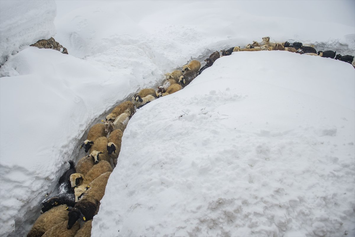 Etkili kar yağışı, Ovacık halkını sevindirdi #7