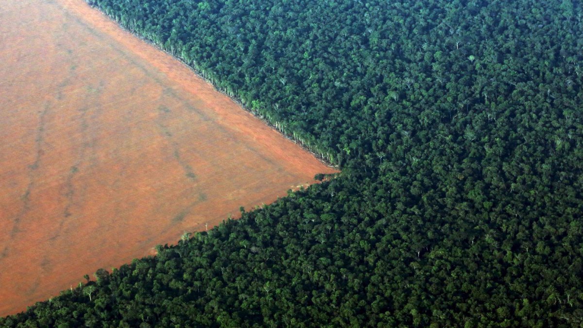 Amazonlar da Ocak ayındaki en yüksek tahribat kayıtlara geçti #1