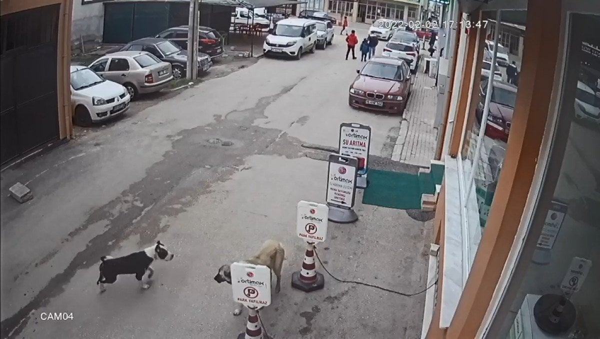 Bursa’da selfie çekerken, tasmasız pitbull sokak köpeğine saldırdı #2