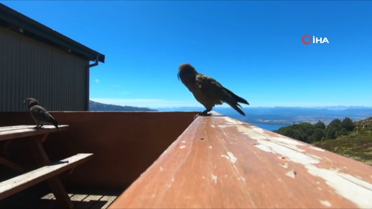 Yeni Zelanda da papağan çaldığı kamera ile uçuşunu filme aldı #4