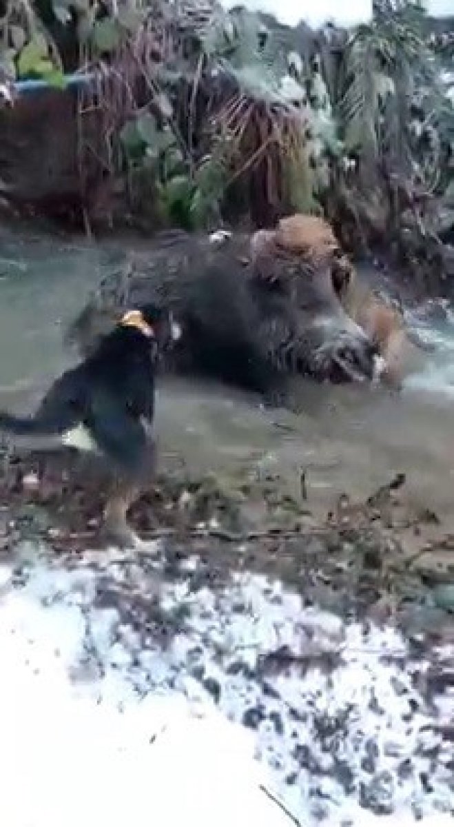 Zonguldak ta domuz ve av köpeği boğuşma anı kamerada #2