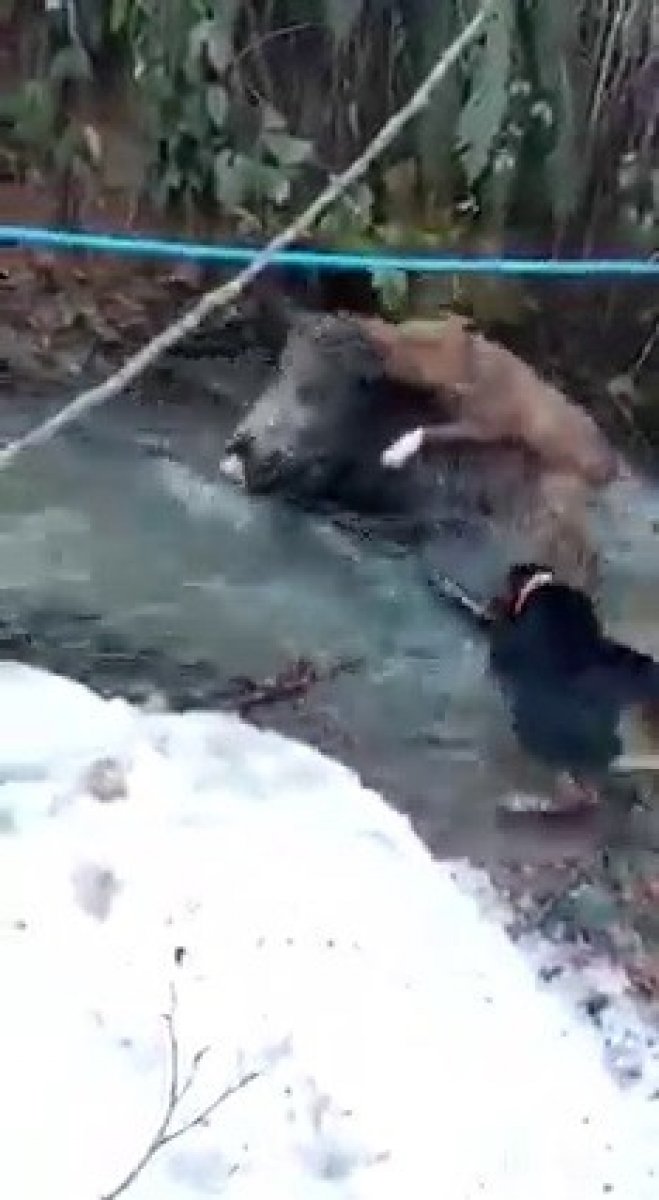 Zonguldak ta domuz ve av köpeği boğuşma anı kamerada #1