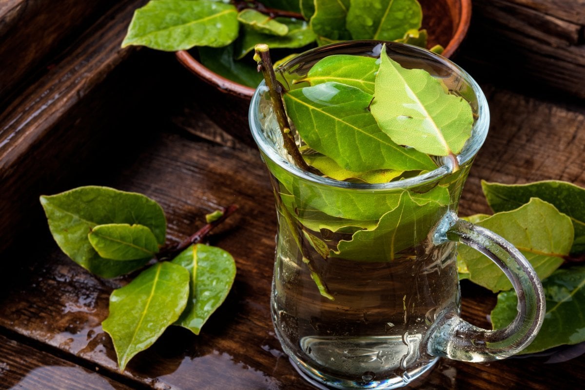 Öksürenler denesin: Defne yaprağı çayı faydaları nelerdir, nasıl demlenir? #1