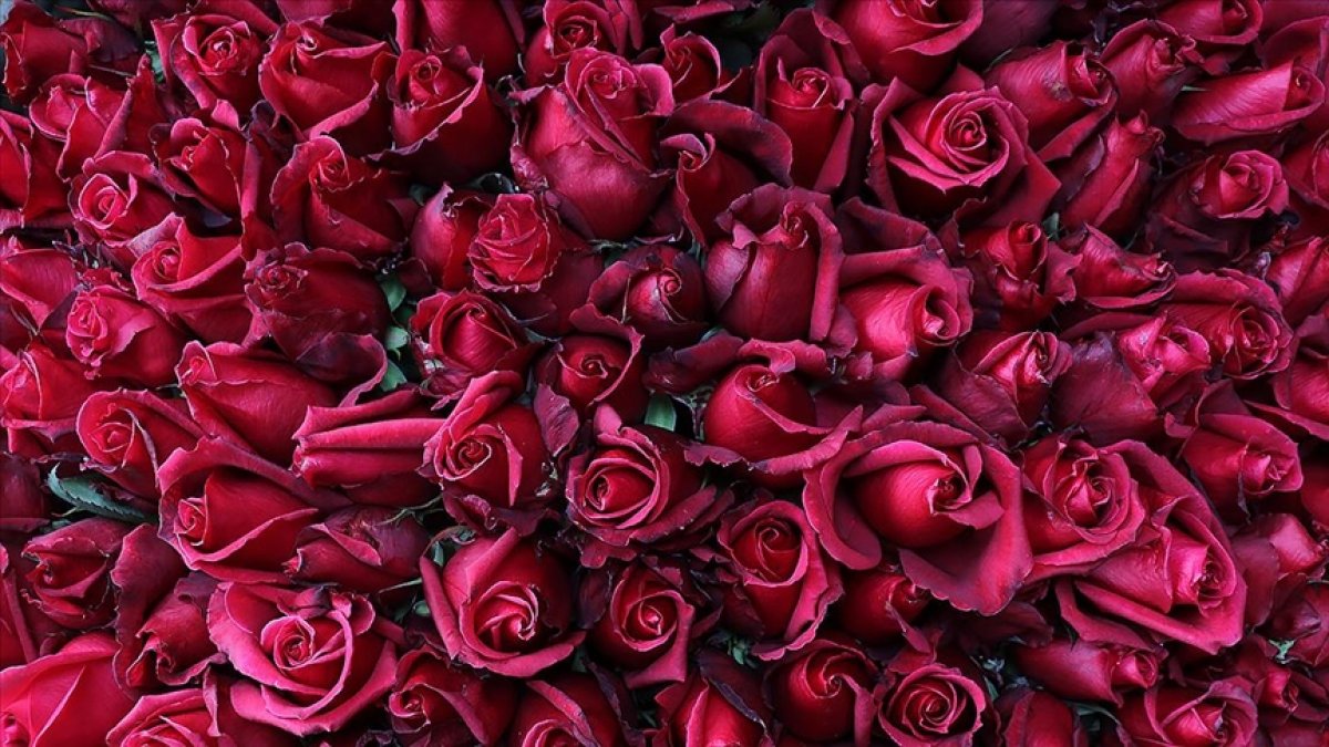 Türkiye den 24 ülkeye Sevgililer Günü çiçeği #2