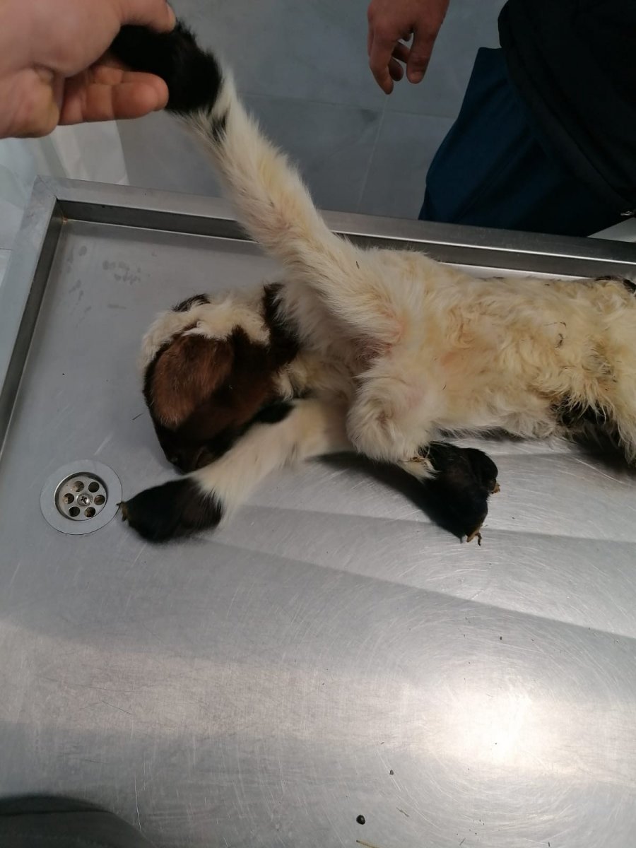 Denizli de kuzu, 5 bacaklı doğdu #2