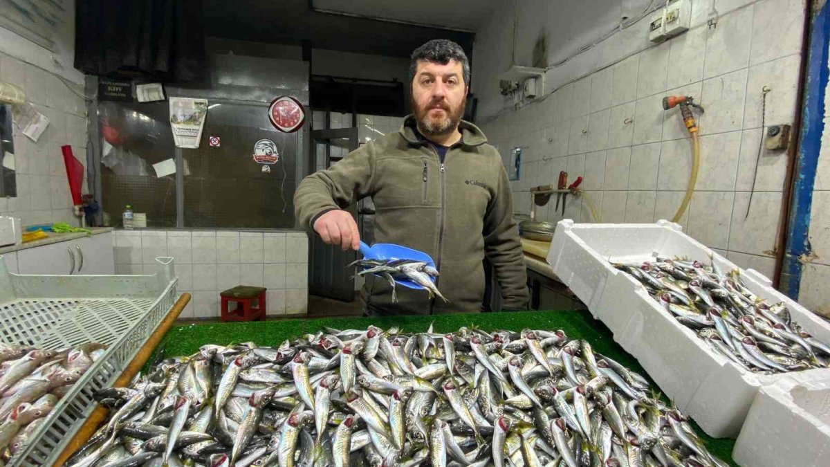 Zonguldak ta balıkçılar sezonu istavrit ve mezgitle kapatıyor #1