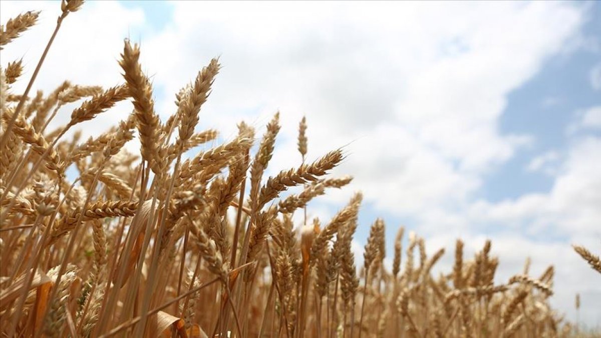 BM dan Rusya-Ukrayna geriliminde buğday uyarısı #1