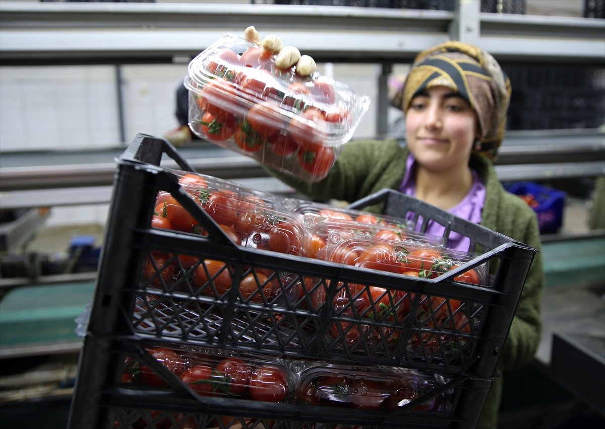 Ukrayna işgali Antalya Toptancı Hali nde sebze fiyatlarını düşürdü #2
