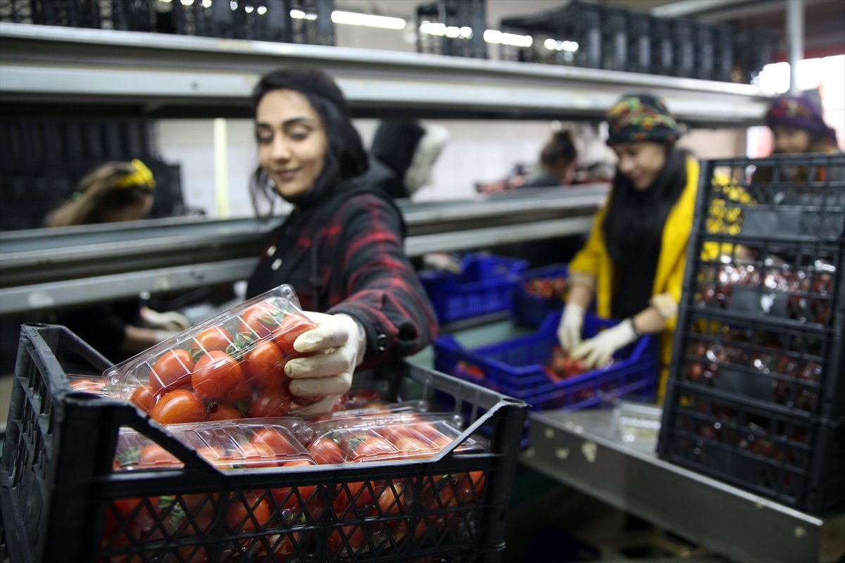 Ukrayna işgali Antalya Toptancı Hali nde sebze fiyatlarını düşürdü #3