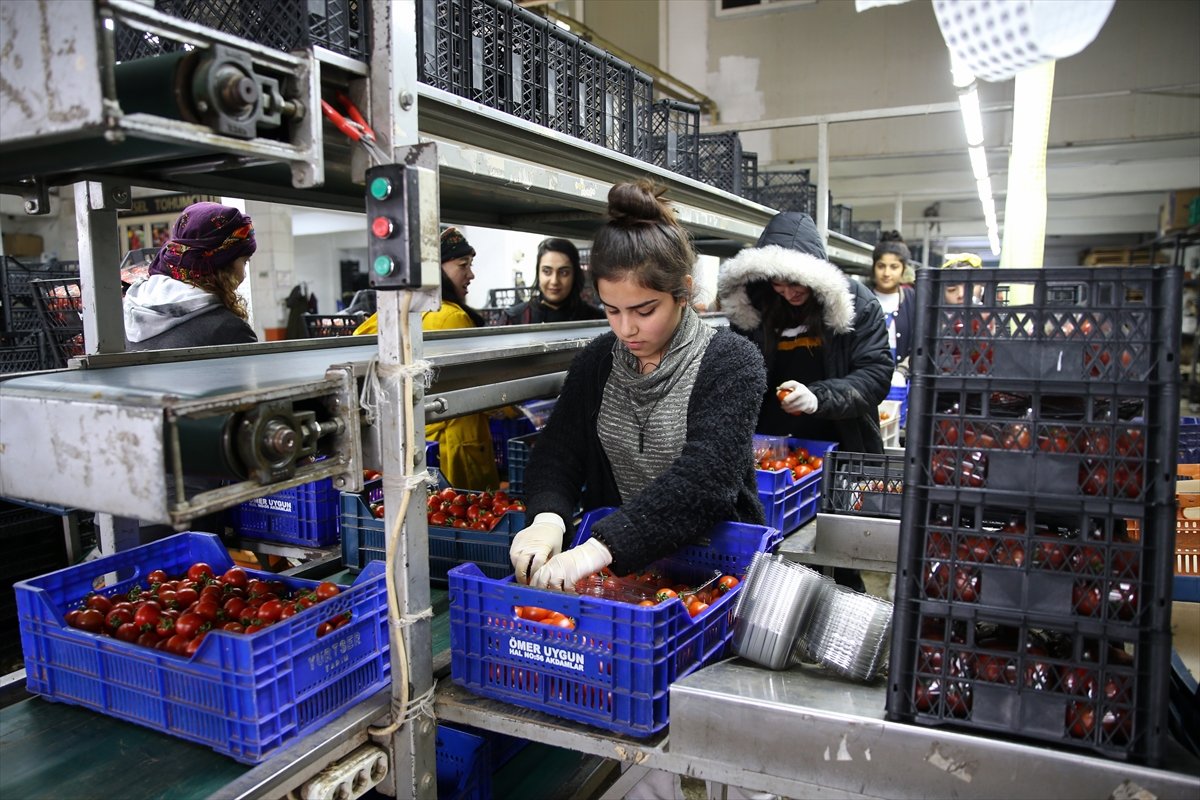 Ukrayna işgali Antalya Toptancı Hali nde sebze fiyatlarını düşürdü #4