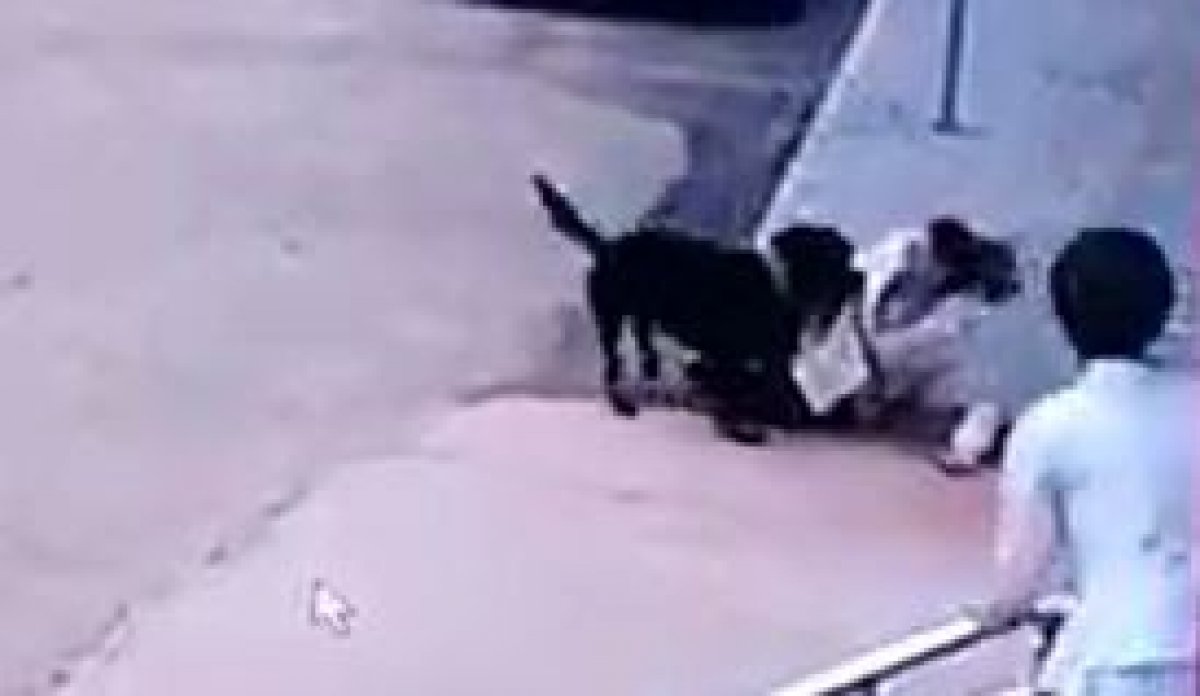 Gaziantep’te bahçeden kaçan köpek, kadına saldırdı  #3