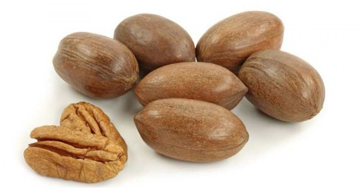 Pikan cevizi nedir #1