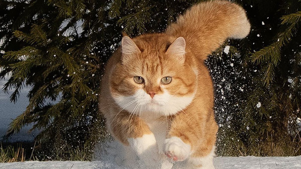 Sanctions against Russian cats Kimdeyir
