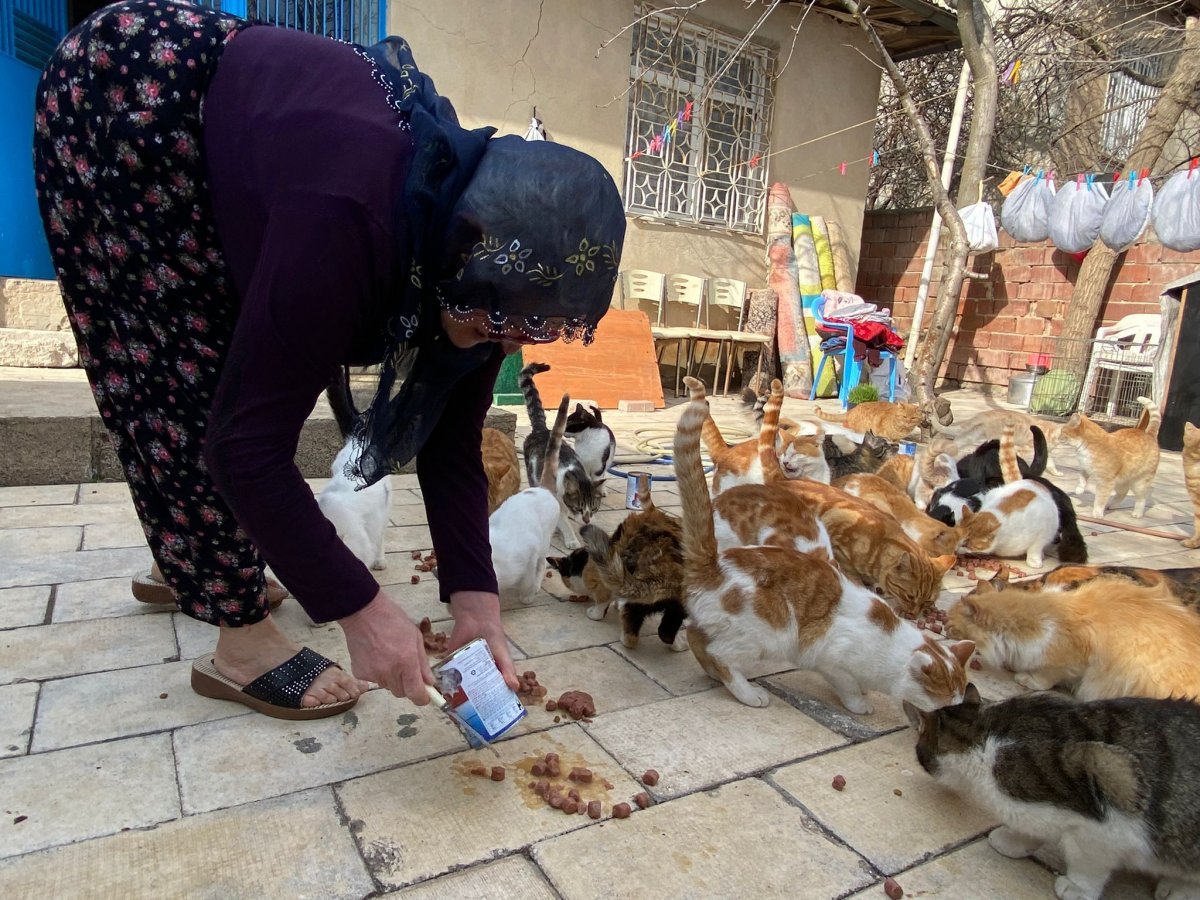 Elazığ da Nuriye Teyze, 70 kedinin annesi oldu #1