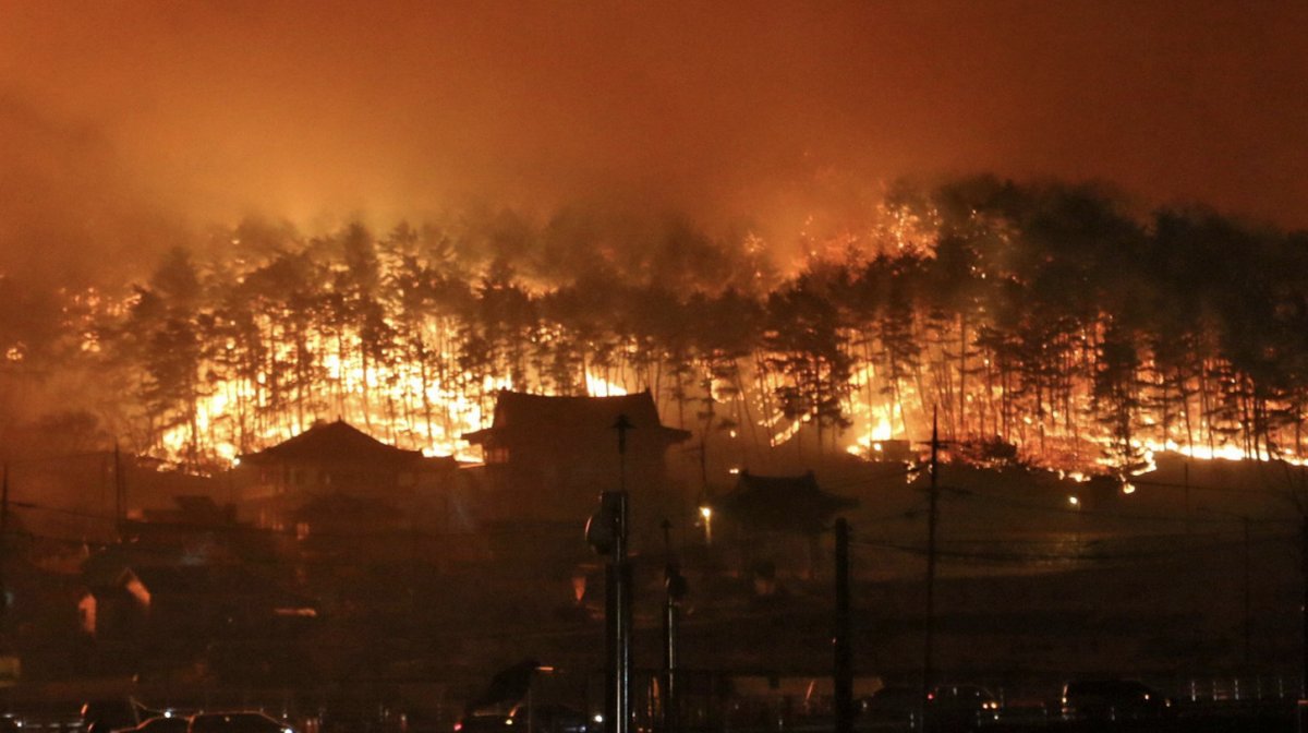 Güney Kore de orman yangını: 216 bina kül oldu #2
