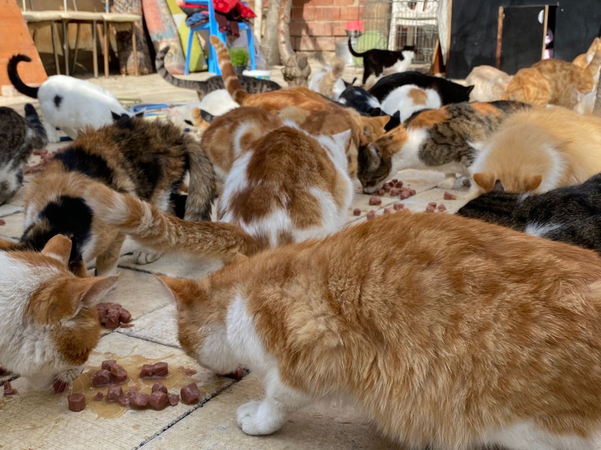 Elazığ da Nuriye Teyze, 70 kedinin annesi oldu #2