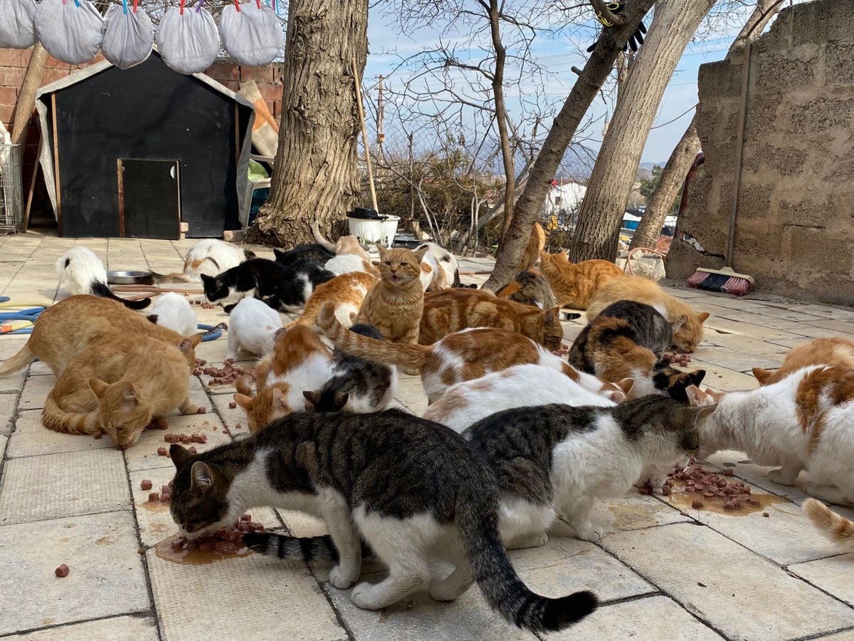 Elazığ da Nuriye Teyze, 70 kedinin annesi oldu #5