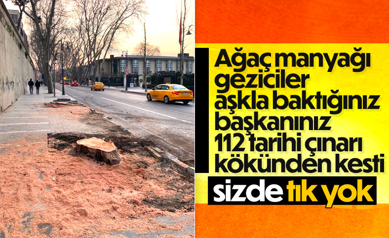 İBB, Beşiktaş'ta 112 çınar ağacını kesti