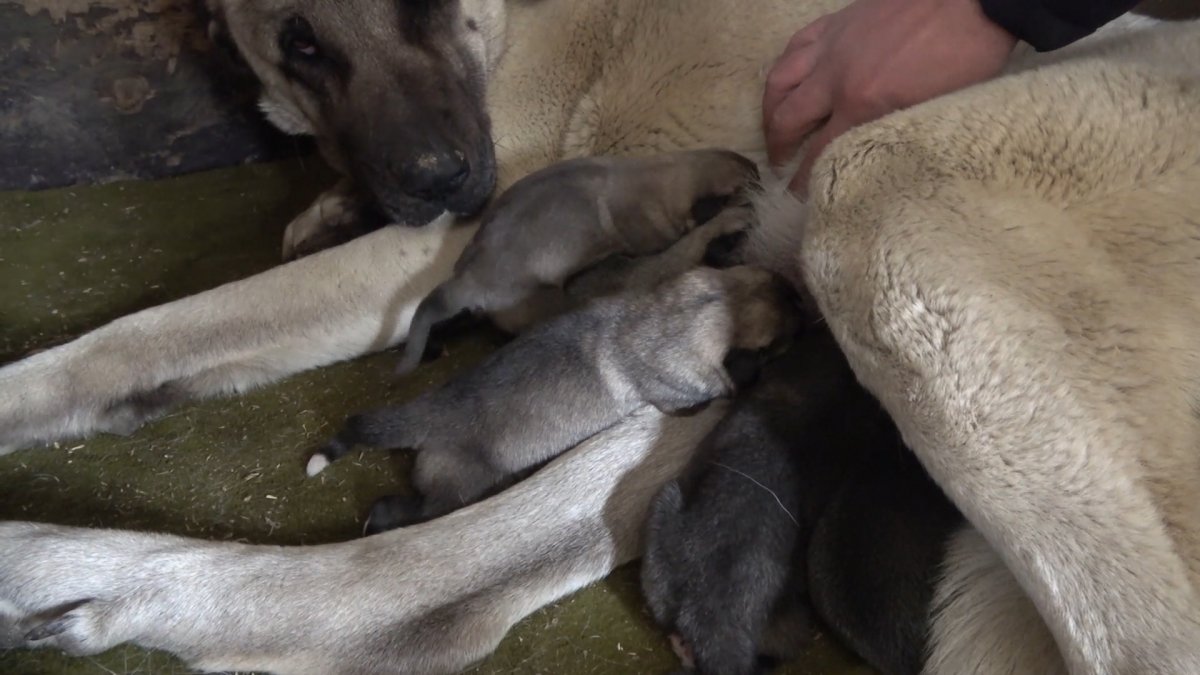 Kırıkkale deki yavru kangal anne dedi #1