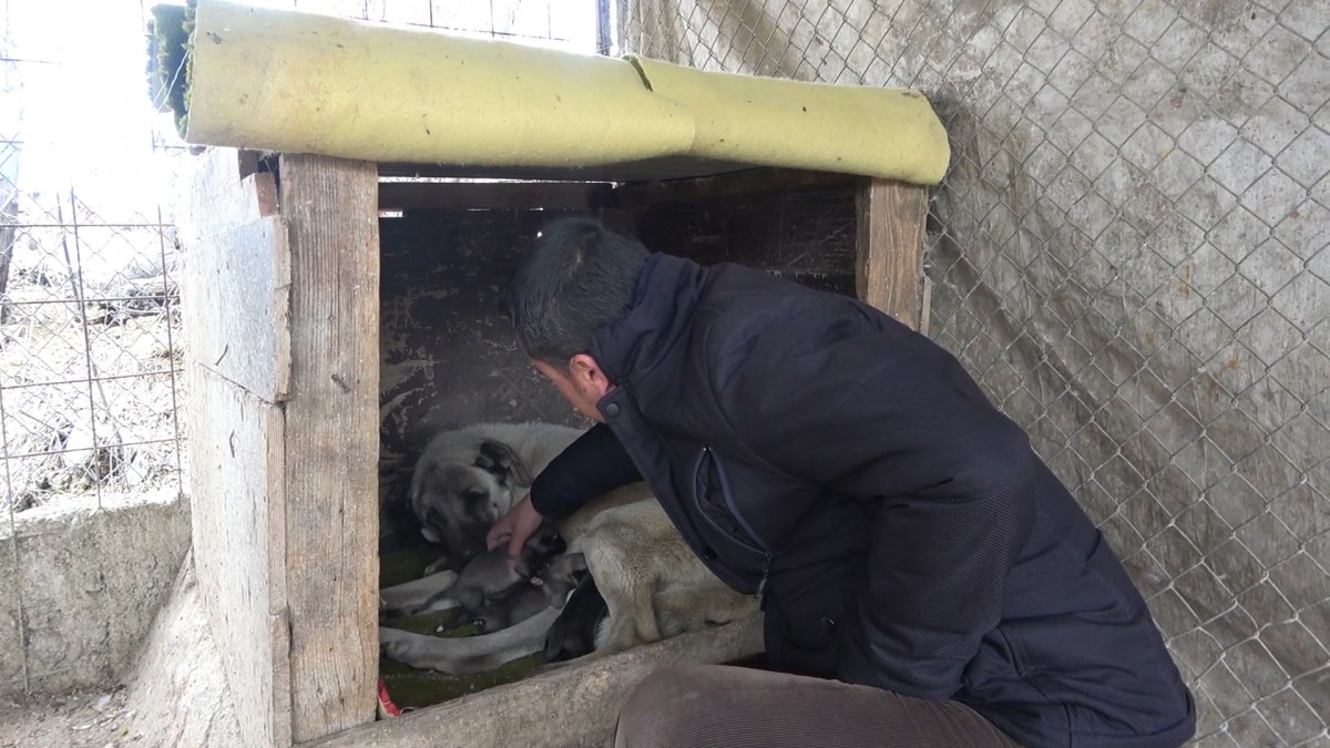 Kırıkkale deki yavru kangal anne dedi #3