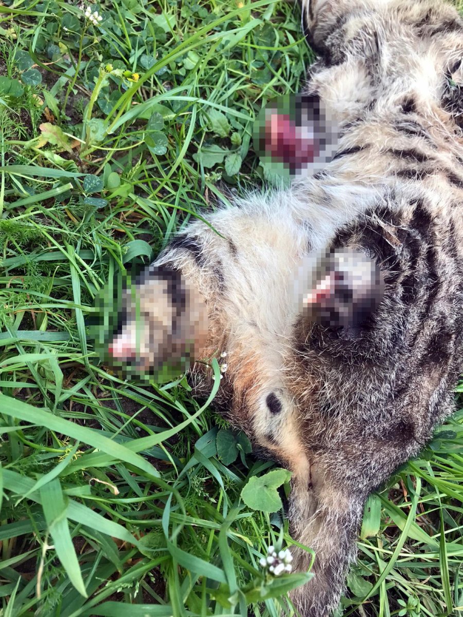 Manisa’da bacakları kesilerek öldürülen kedi sayısı 7 oldu #2