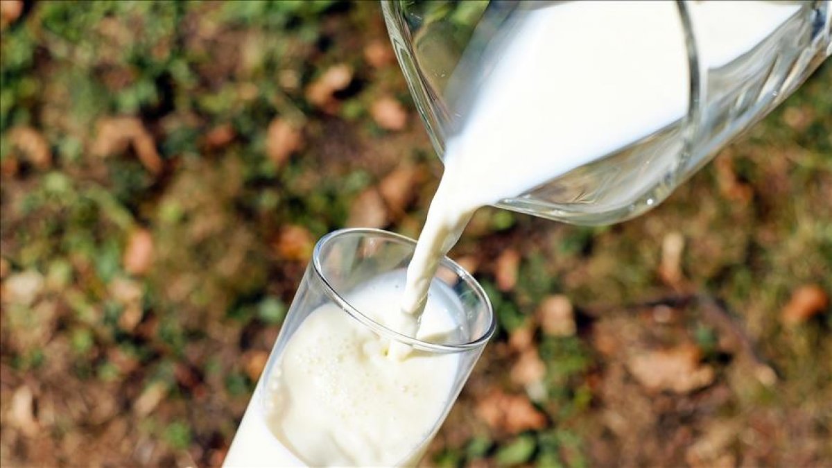İnek sütü miktarı ocak ayında arttı #1