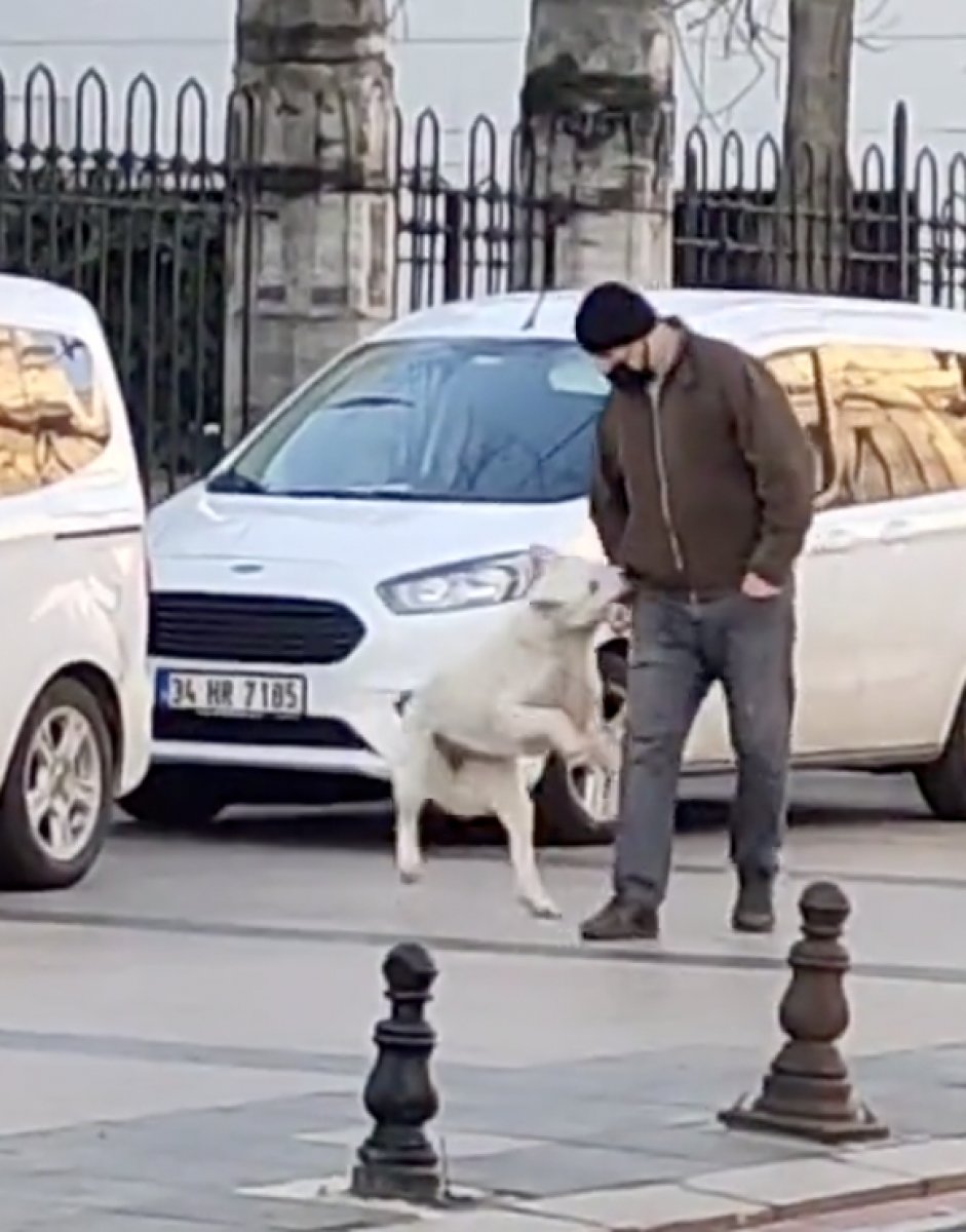 İstanbul da yoldan geçen herkesi ısıran köpek #2