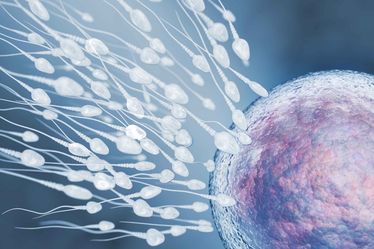 Sperm kalitesini artıran en iyi 5 besin grubu #2