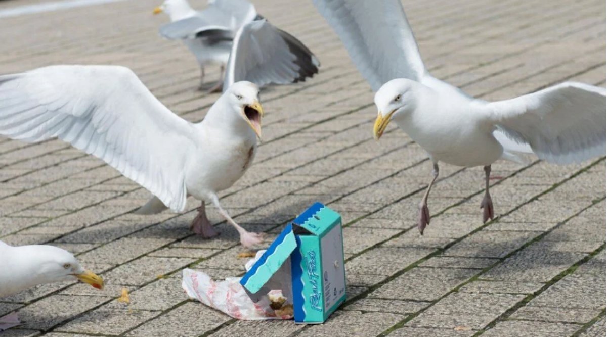 Precaution with water gun against seagulls in Venice #1