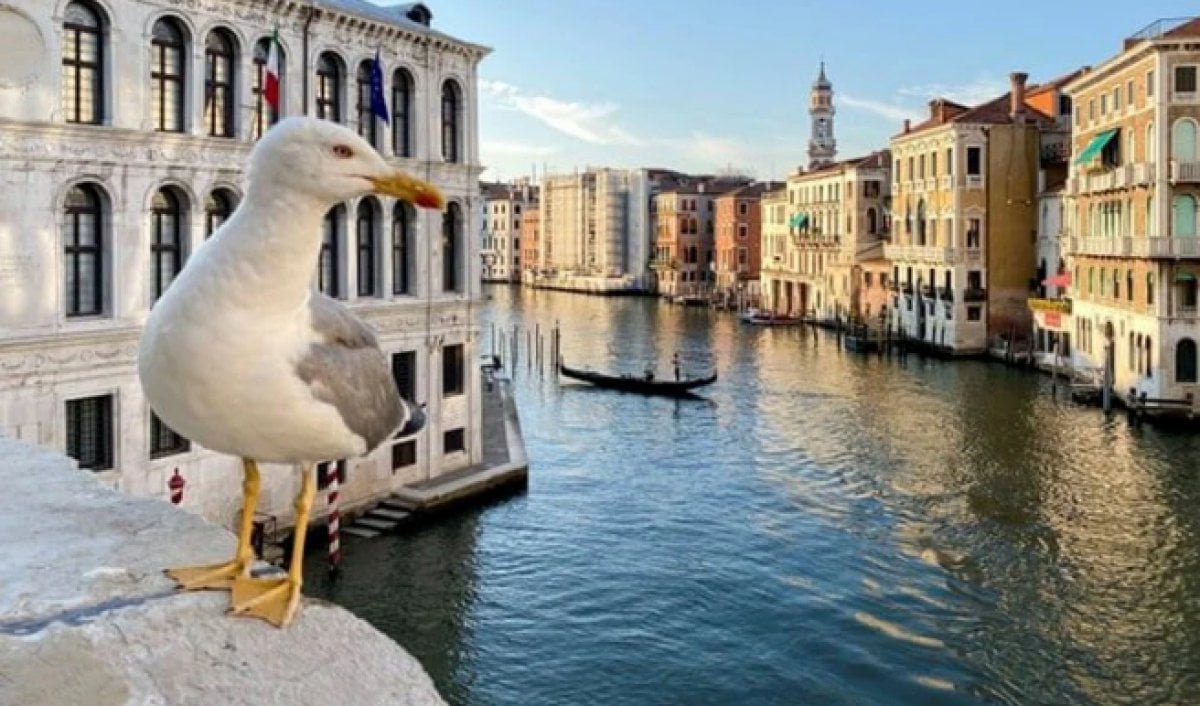 Water gun measure against seagulls in Venice #2