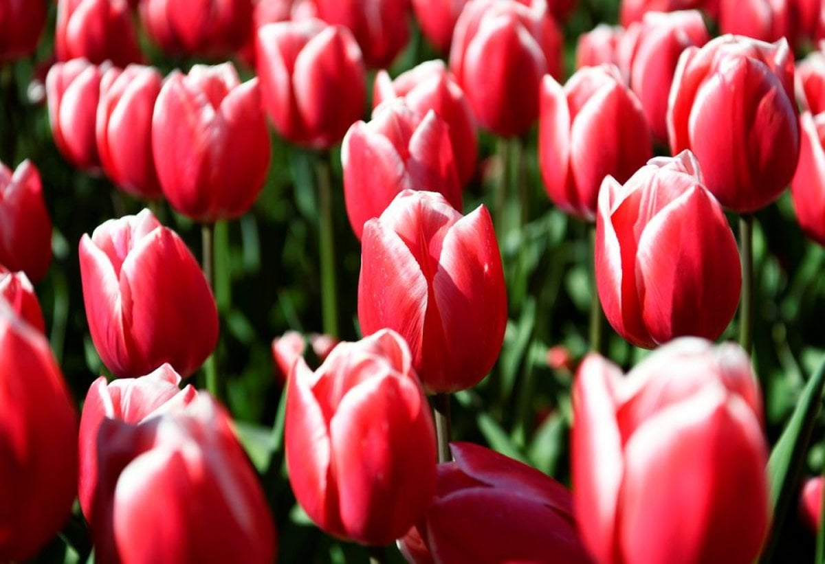 The tulip garden opened its doors in the Netherlands #3