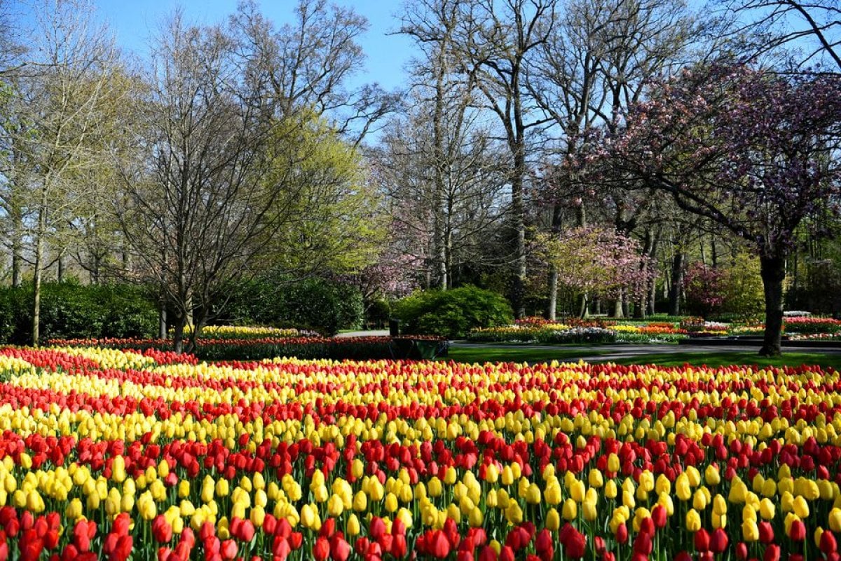 The tulip garden opened its doors in the Netherlands #4