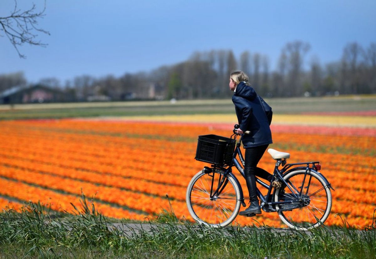 The tulip garden opened its doors in the Netherlands #2