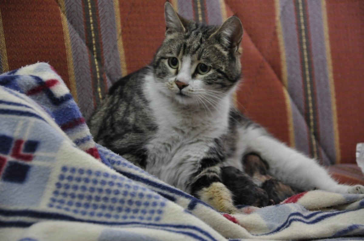 Karaman daki kedi, doğum sancısı çekince hastane yolunu tuttu #4