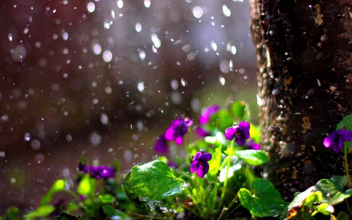 Semâdan inen şifa: Nisan yağmuru #2