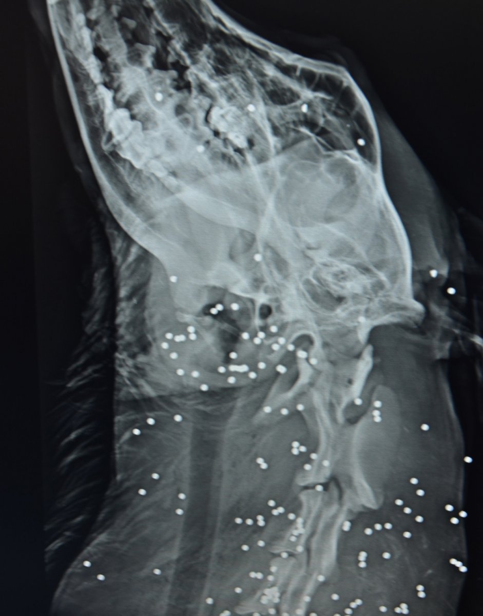 Antalya’da vurulan köpeğin vücudunda, 100’e yakın saçma olduğu belirlendi #3