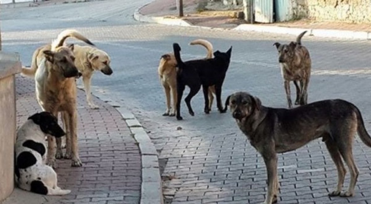 İstanbul da başıboş köpek ihbarında artış yaşandı #1