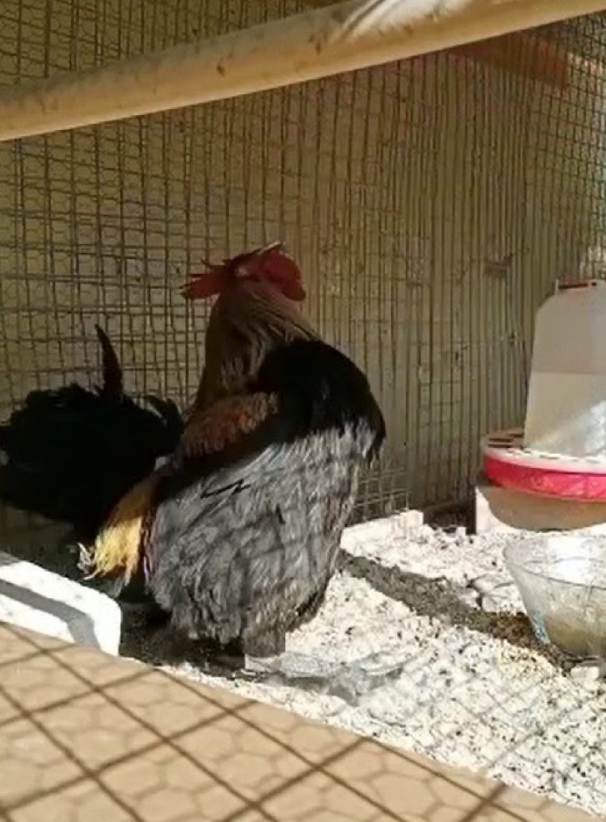 Denizli’de öterken bayılan Bahtiyar’dan üzücü haber geldi #2