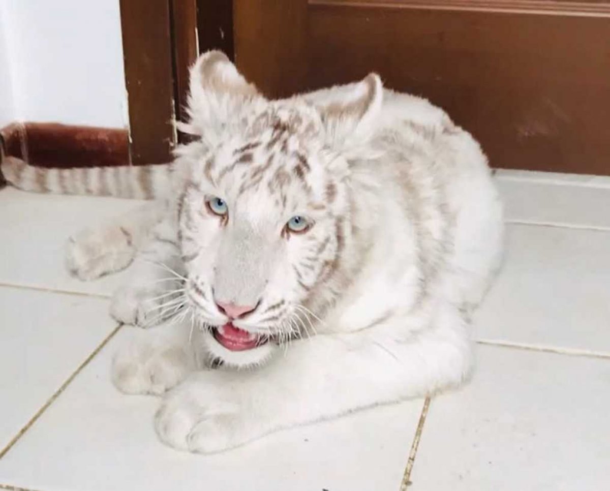 Silivri de yasadışı hayvan kaçakçılığı yapan şahıs yakalandı #2