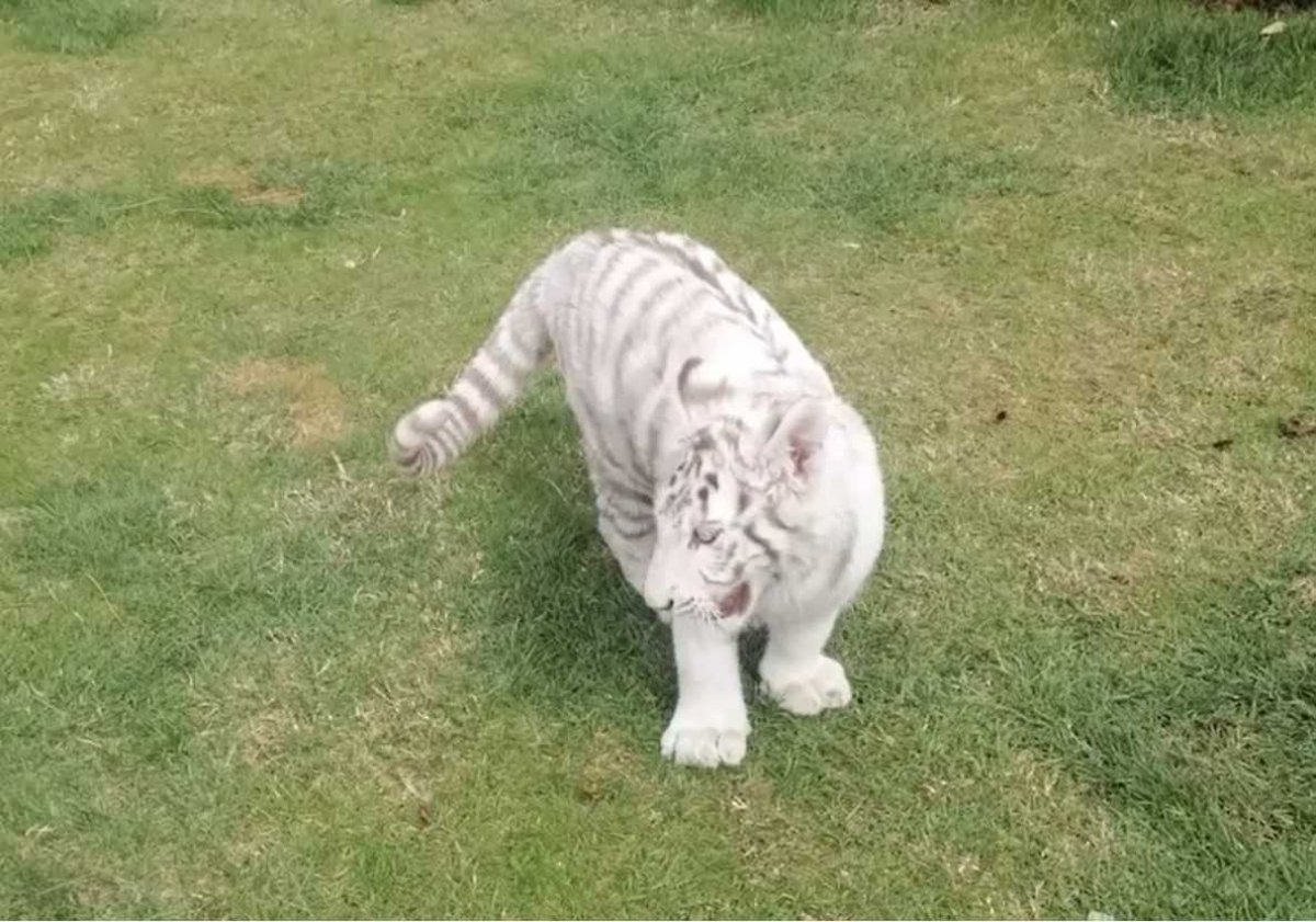 Silivri de yasadışı hayvan kaçakçılığı yapan şahıs yakalandı #1