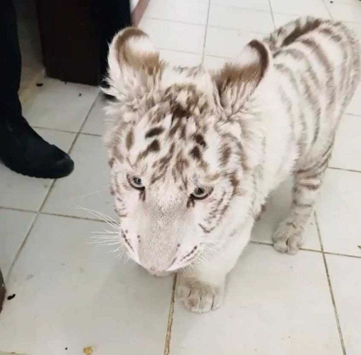 Silivri de yasadışı hayvan kaçakçılığı yapan şahıs yakalandı #3