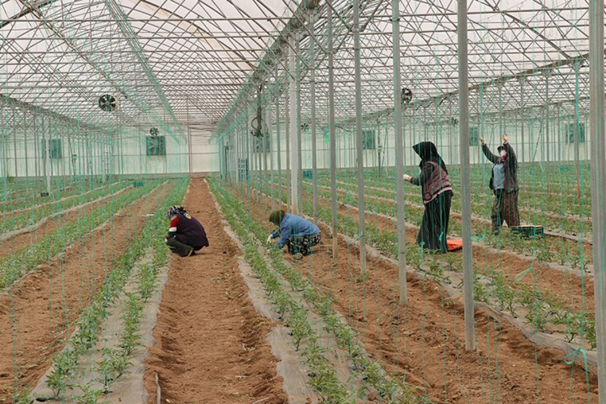 Samsun da tarım işçilerinin Ramazan ayında da zorlu mesaisi sürüyor #1