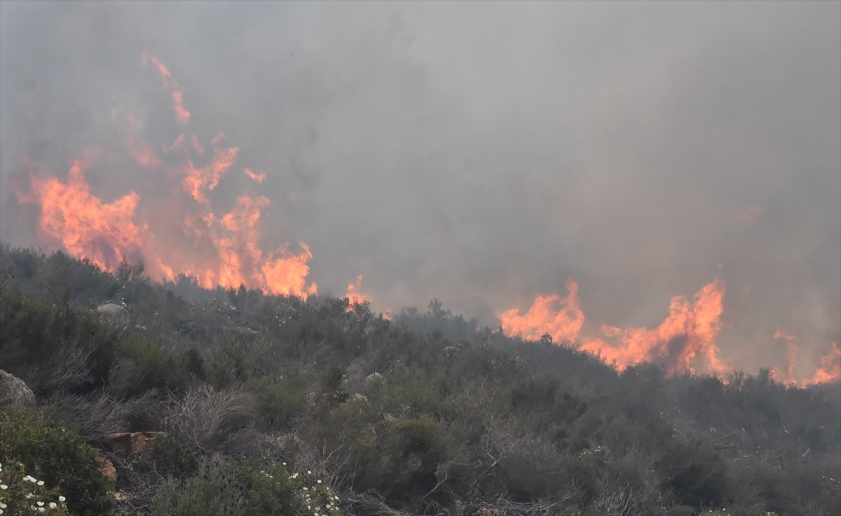 Bodrum da ormanlık alanda yangın çıktı #1