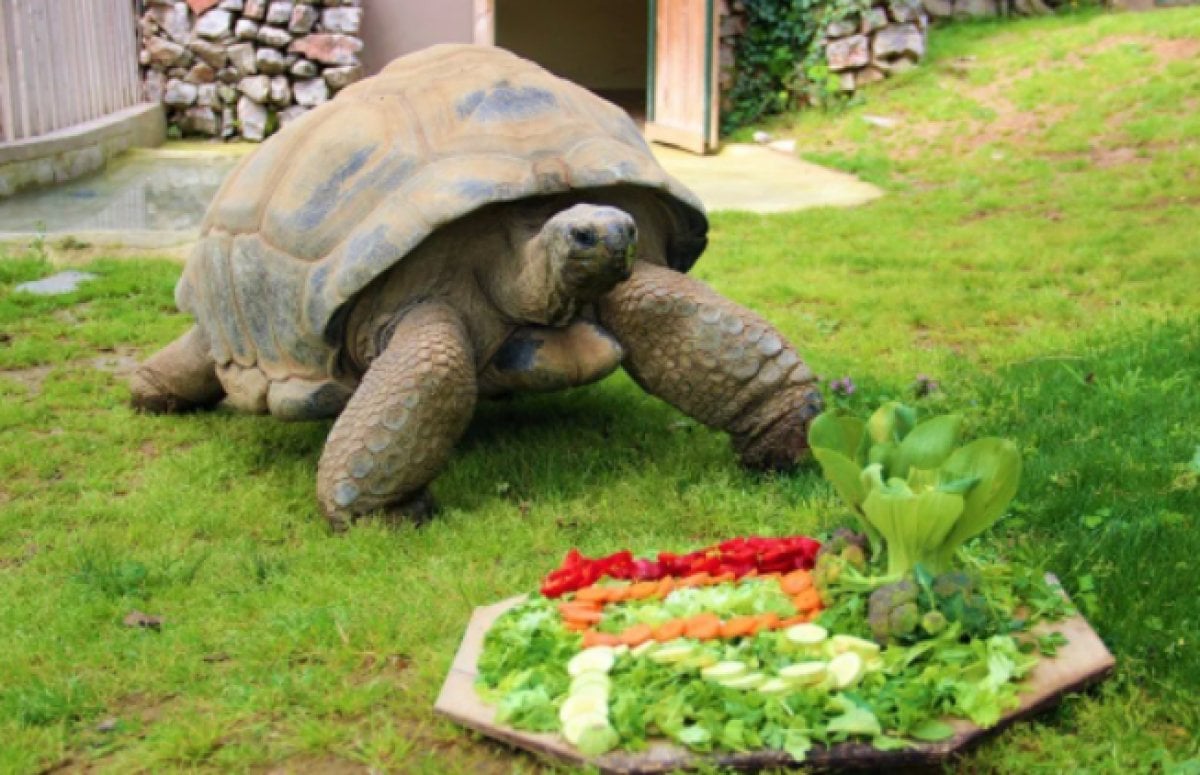 Kocaeli de devasa kaplumbağa Tuki nin, 102. yaş günü kutlandı #2