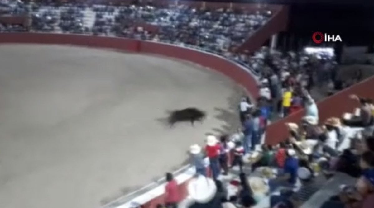 Blood shed at bull catching event with lasso in Mexico #4