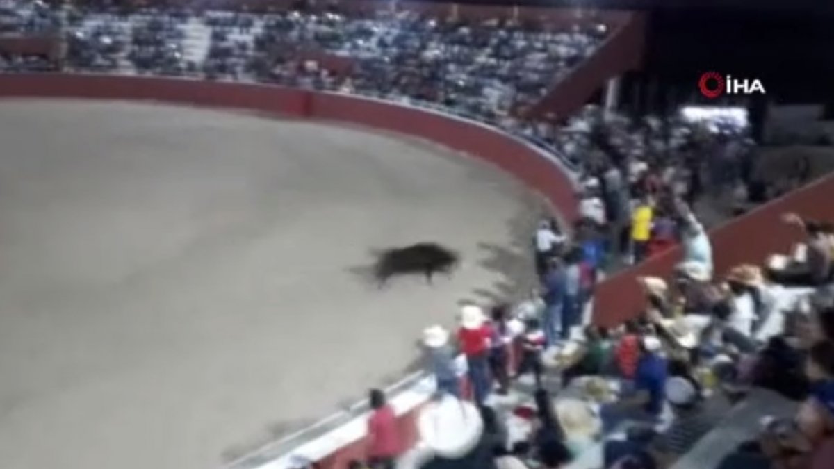 Blood shed at bull catching event with lasso in Mexico