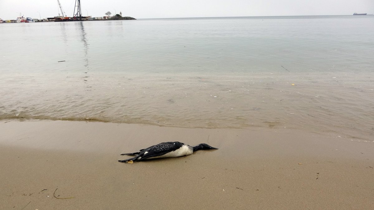Sinop'taki kara gerdanlı kuşu kıyıya vurdu