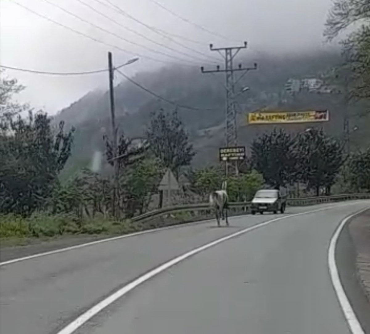 Rize’de kara yoluna çıkan at, 4 nala koştu #2