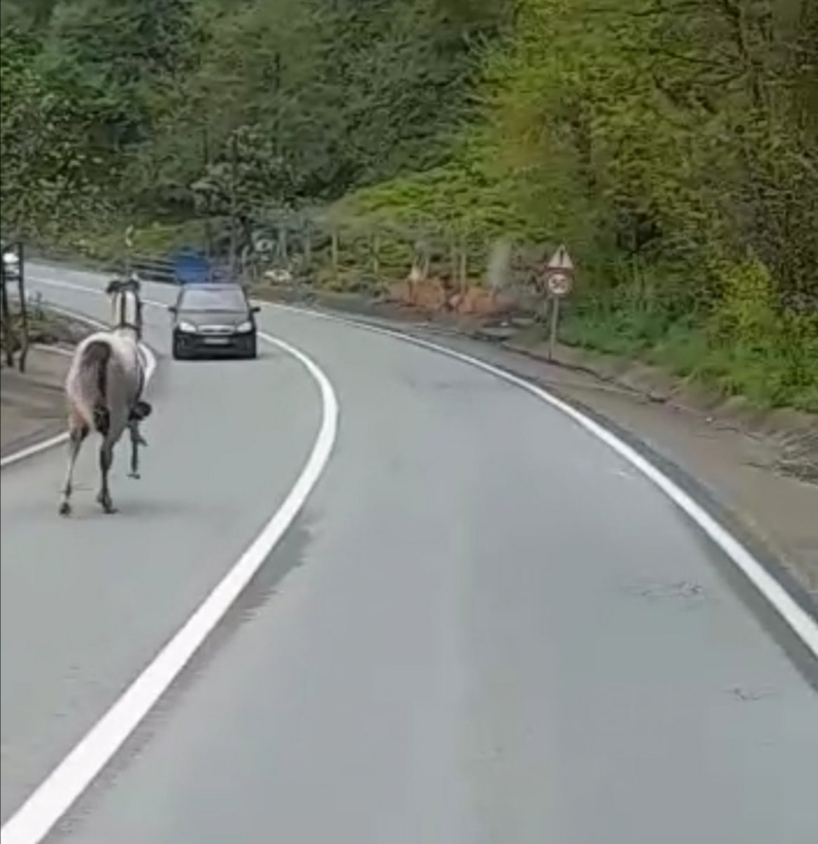 Rize’de kara yoluna çıkan at, 4 nala koştu #1