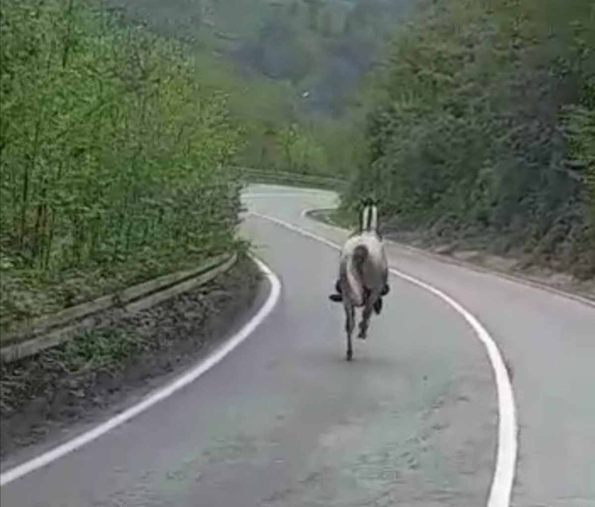 Rize’de kara yoluna çıkan at, 4 nala koştu #3